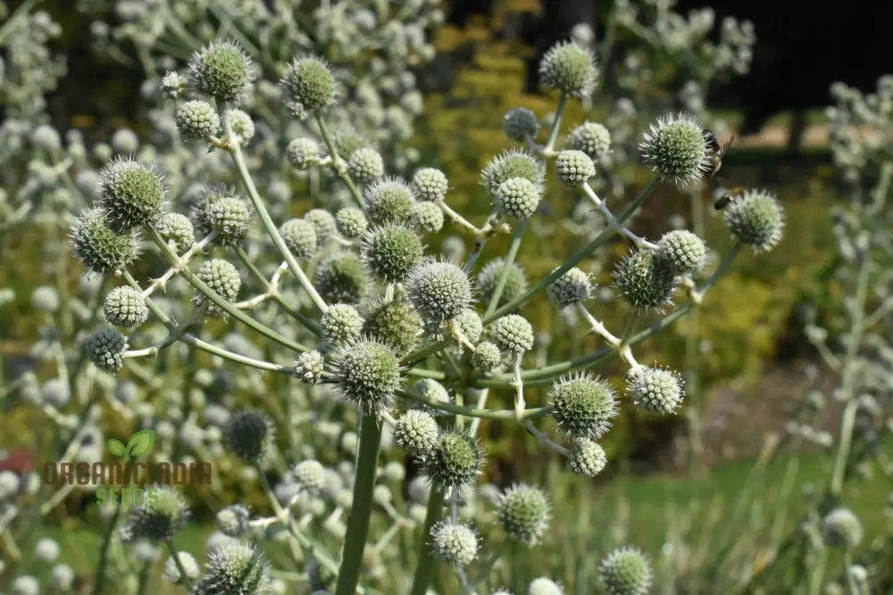 Eryngium Eburneum Seeds For Expert Gardening - Unique And Hardy Perennial Flower