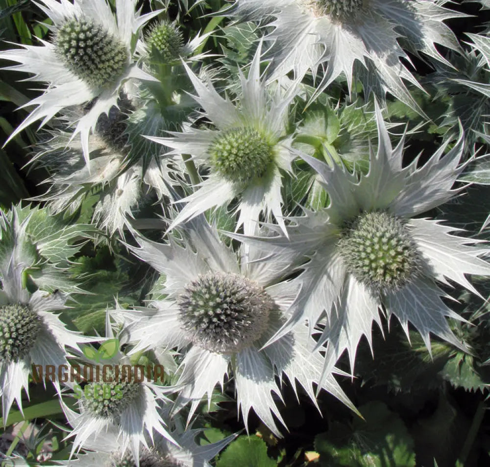 Eryngium Giganteum Miss Wilmott's Ghost seeds for planting