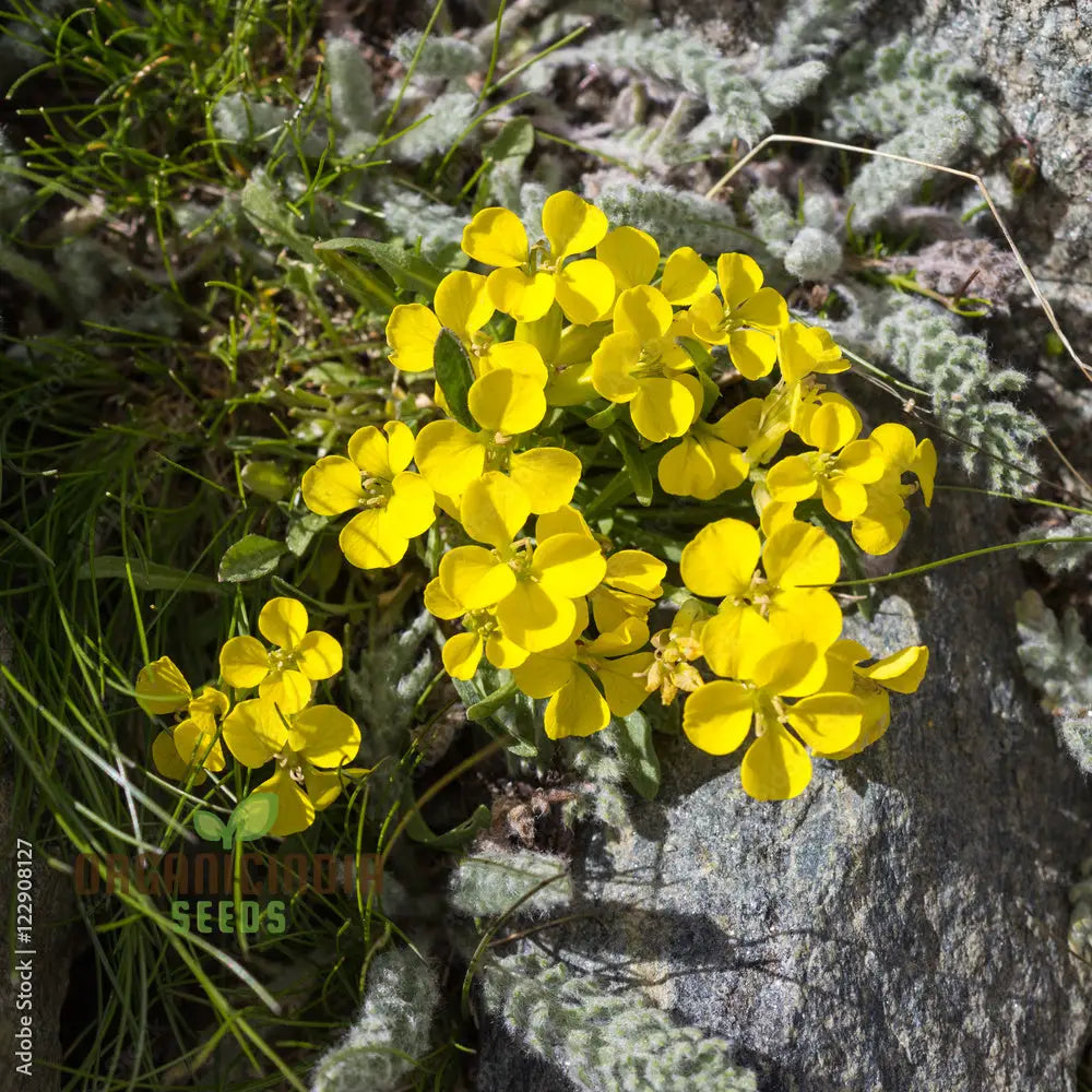 Erysimum Alpinum Seeds For Planting - Vibrant Alpine Wallflower For Gardeners And Landscapers