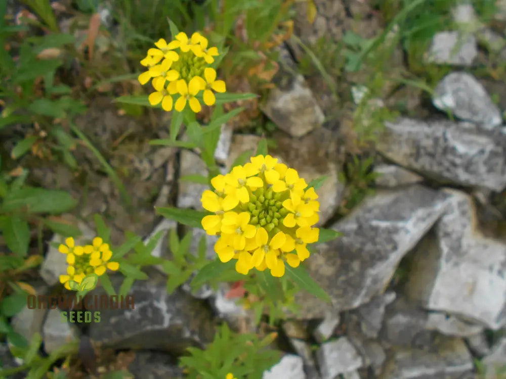 Erysimum Pieninicum Seeds For Successful Planting – Perfect Your Garden’s Vibrant Growth