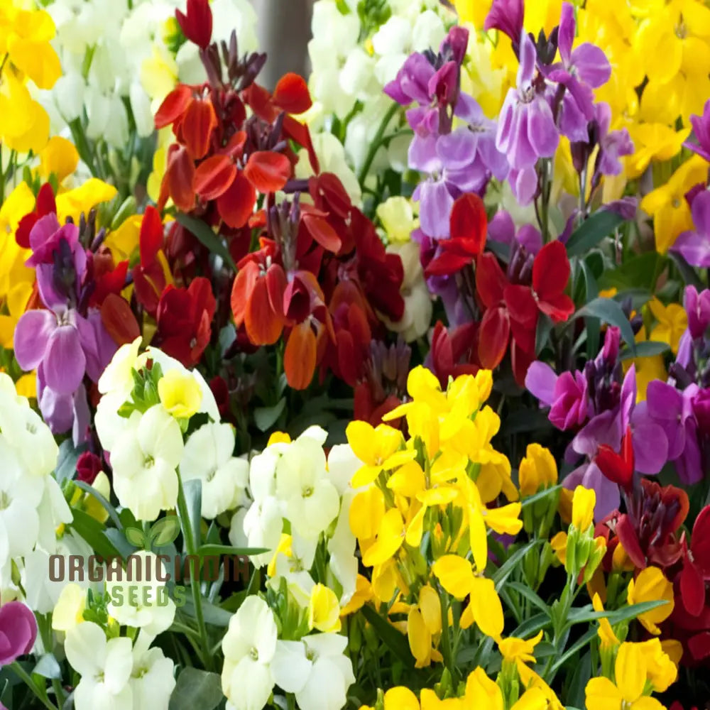 Wallflower Sugar Rush Growing in Garden Border
