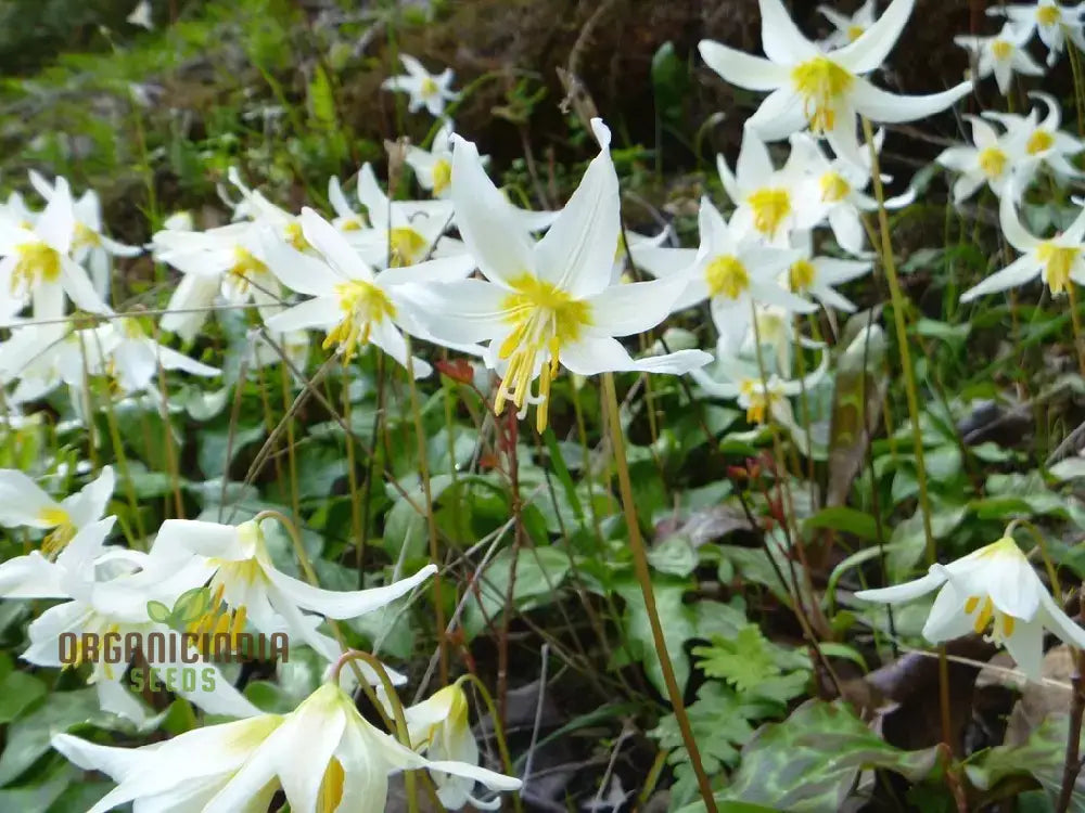 Erythronium Oregonum Seeds - Native Trout Lily Planting For Shade Gardens And Woodlands