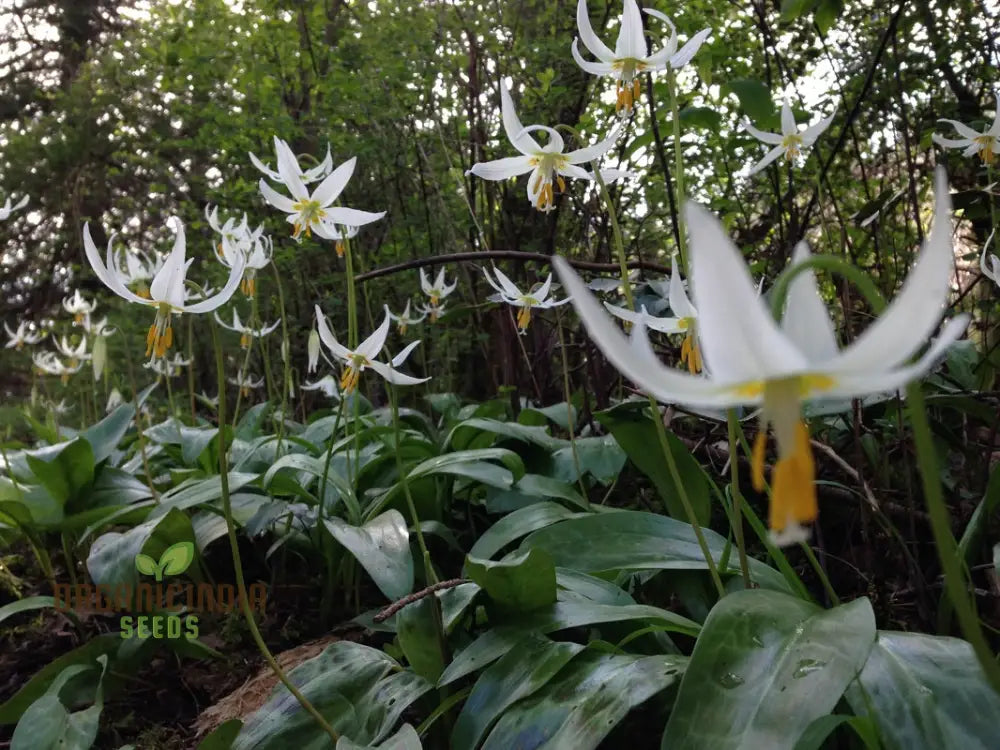 Erythronium Oregonum Seeds - Native Trout Lily Planting For Shade Gardens And Woodlands