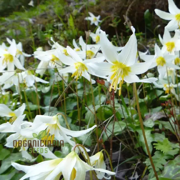Erythronium Oregonum seedlings growing in woodland soil