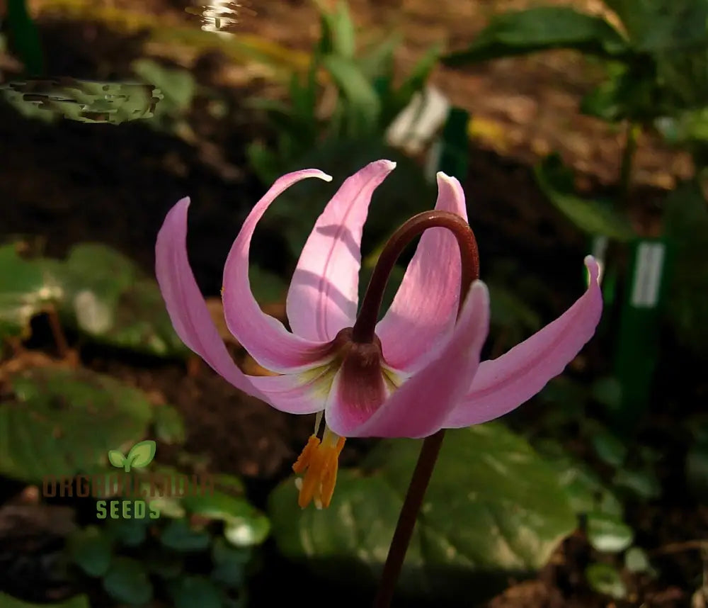 Erythronium Revolutum Seeds - Exquisite Pink Fawn Lily For Planting In Woodland Gardens