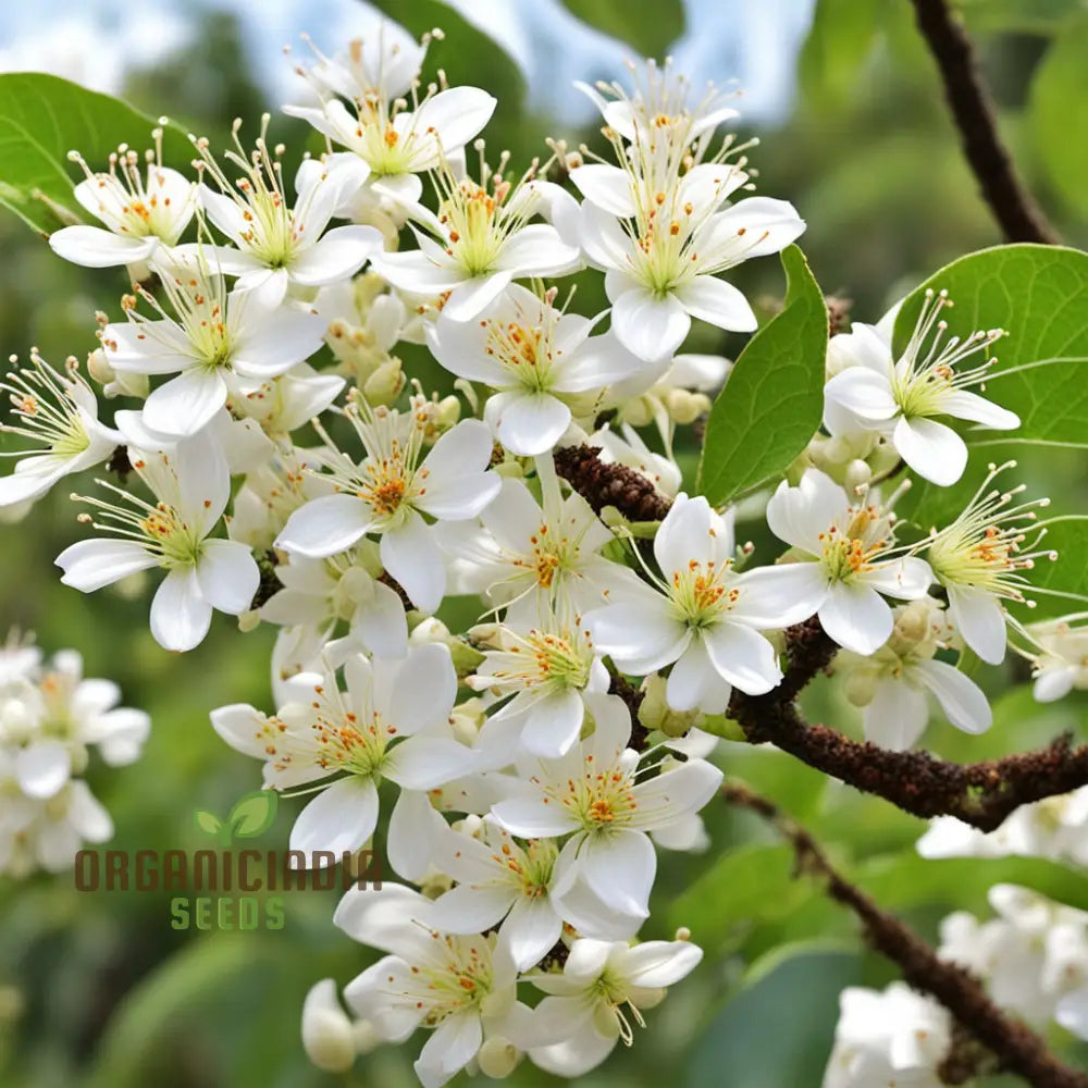 Euodia Hupehensis Seeds for Garden Planting – Premium Pollinator Seeds