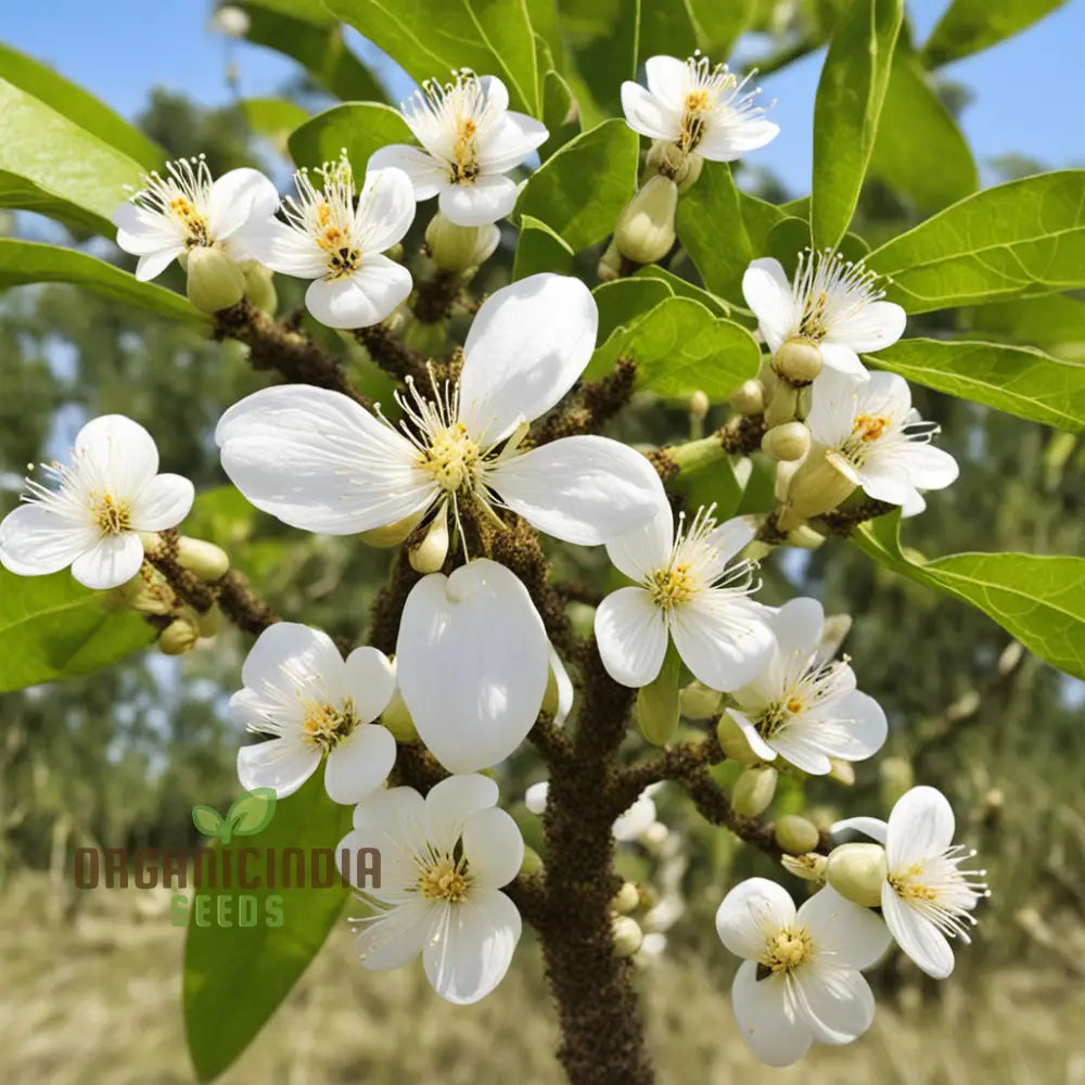 Sprouting Euodia Hupehensis Seeds – Bee Friendly Tree for Landscapes
