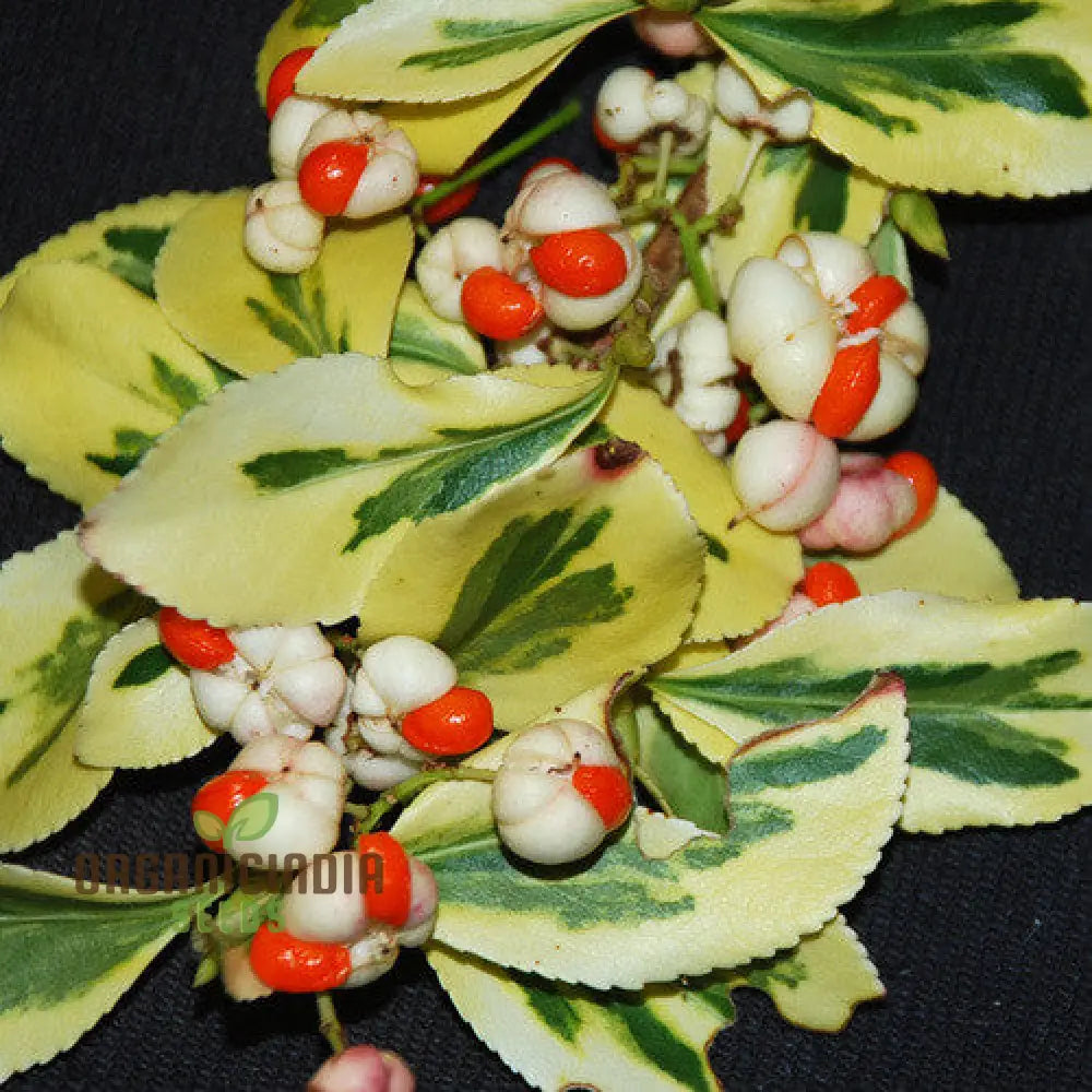 Euonymus Fortuneii ’Emerald ’N’ Gold’ Seeds - Hardy Planting Perennial With Variegated