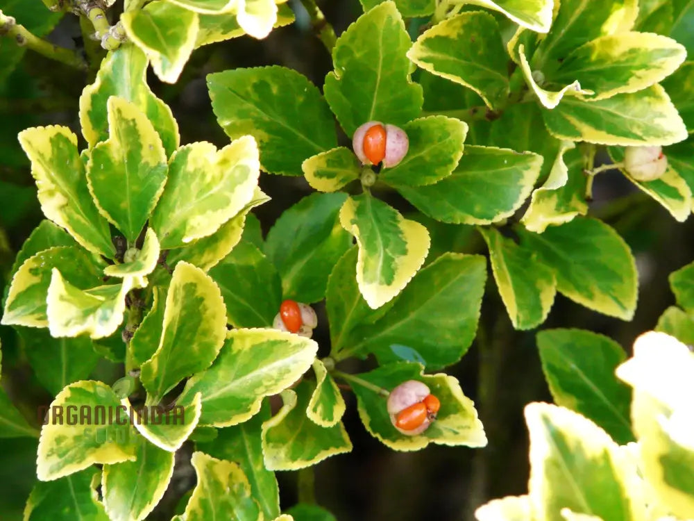 Euonymus Fortuneii ’Emerald ’N’ Gold’ Seeds - Hardy Planting Perennial With Variegated