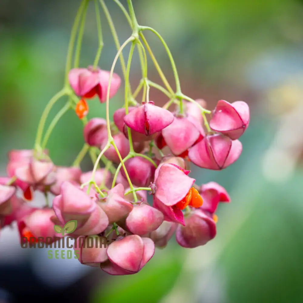 Euonymus Planipes Seeds for Hardy Ornamental Landscaping Shrubs