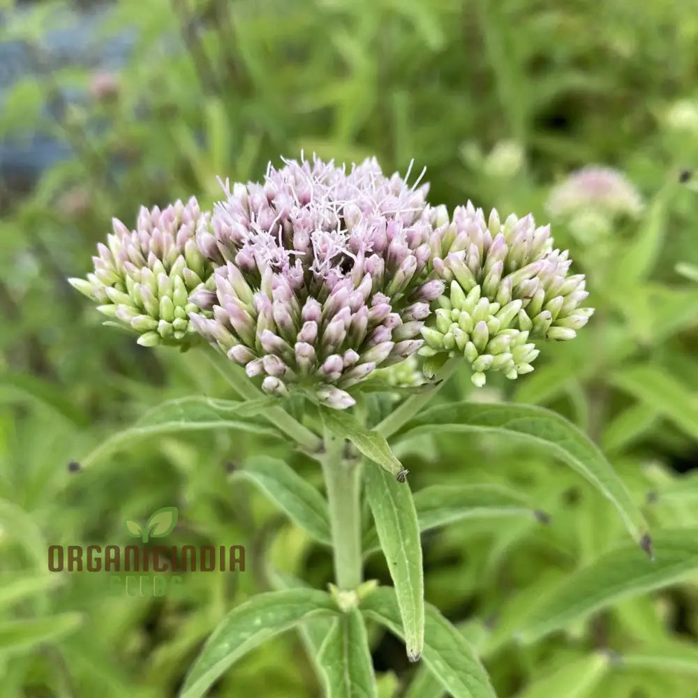 Eupatorium Canabinum Seeds - Planting Guide Included Easy To Grow Perennial