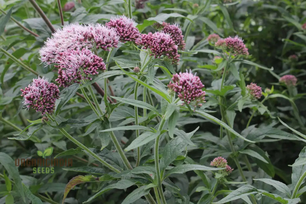 Eupatorium Canabinum Seeds - Planting Guide Included Easy To Grow Perennial