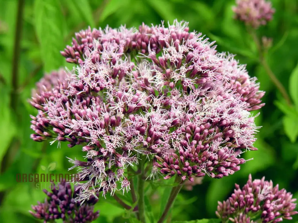 Eupatorium Canabinum Seeds - Planting Guide Included Easy To Grow Perennial