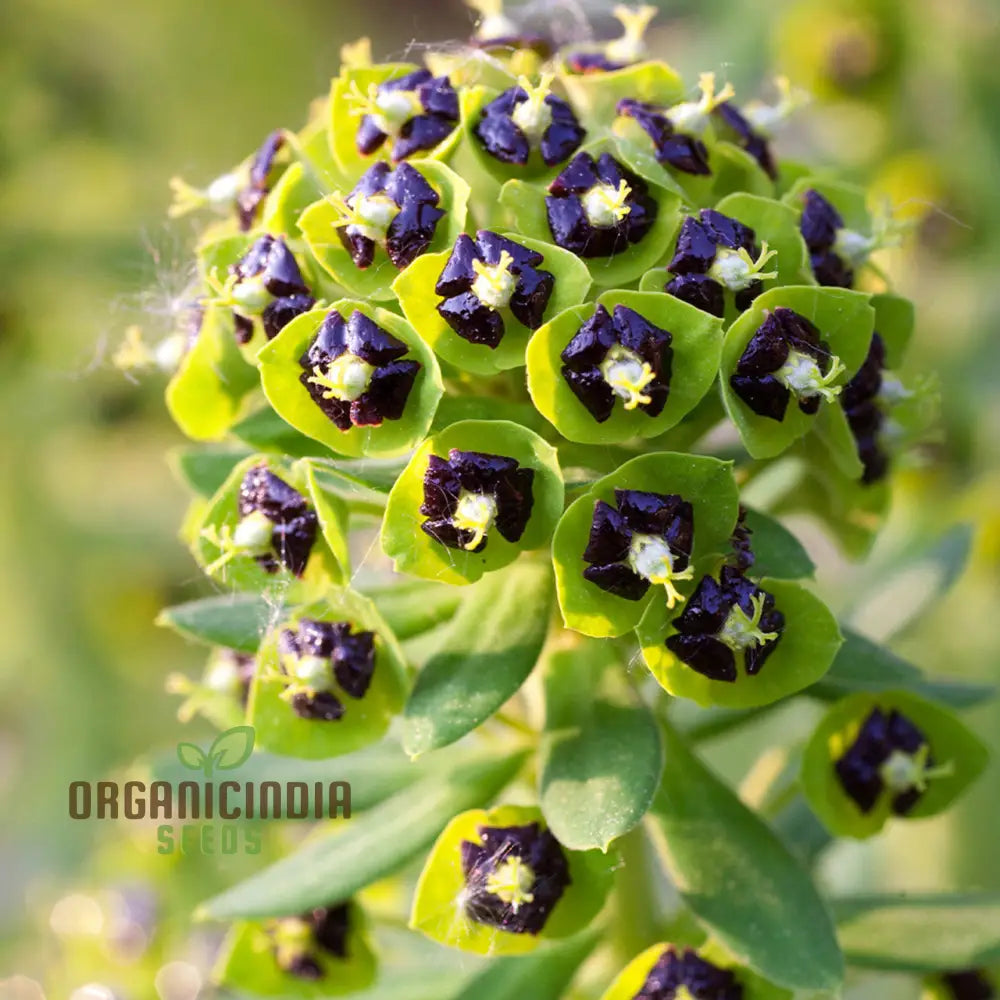 Euphorbia Characias ’Dwarf Black Pearl’ Seeds - Planting Instructions Included