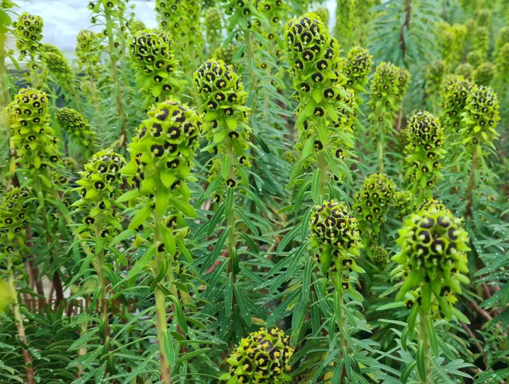 Euphorbia Characias ’Dwarf Black Pearl’ Seeds - Planting Instructions Included