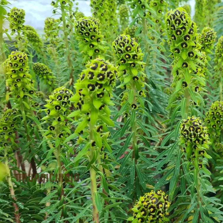 Euphorbia Characias seedlings growing for home garden