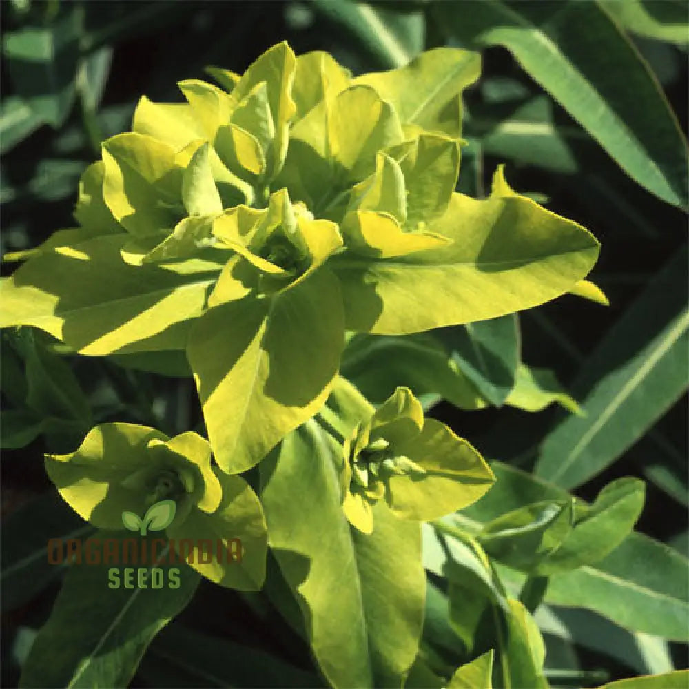 Euphorbia Cognata Seeds For Planting Hardy Perennial Variety With Unique Foliage