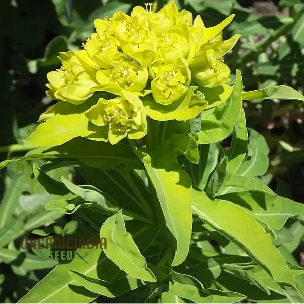 Euphorbia Cognata Seeds For Planting Hardy Perennial Variety With Unique Foliage