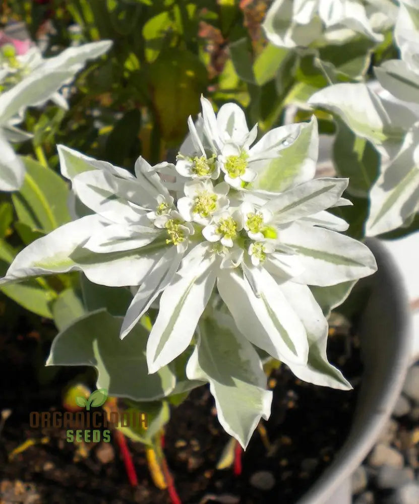 Euphorbia Marginata ’Kilimanjaro’ Seeds - Hardy Annual For Planting In Borders And Containers