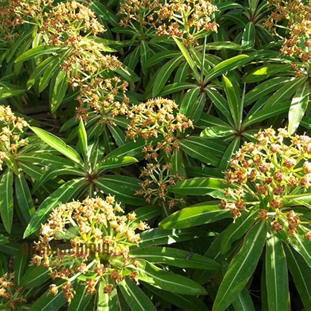 Euphorbia Mellifera Seeds - Rare Planting Variety For Your Garden And Landscape Needs