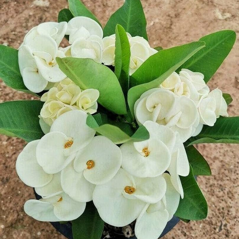 Euphorbia Milii Growing in Garden Pot