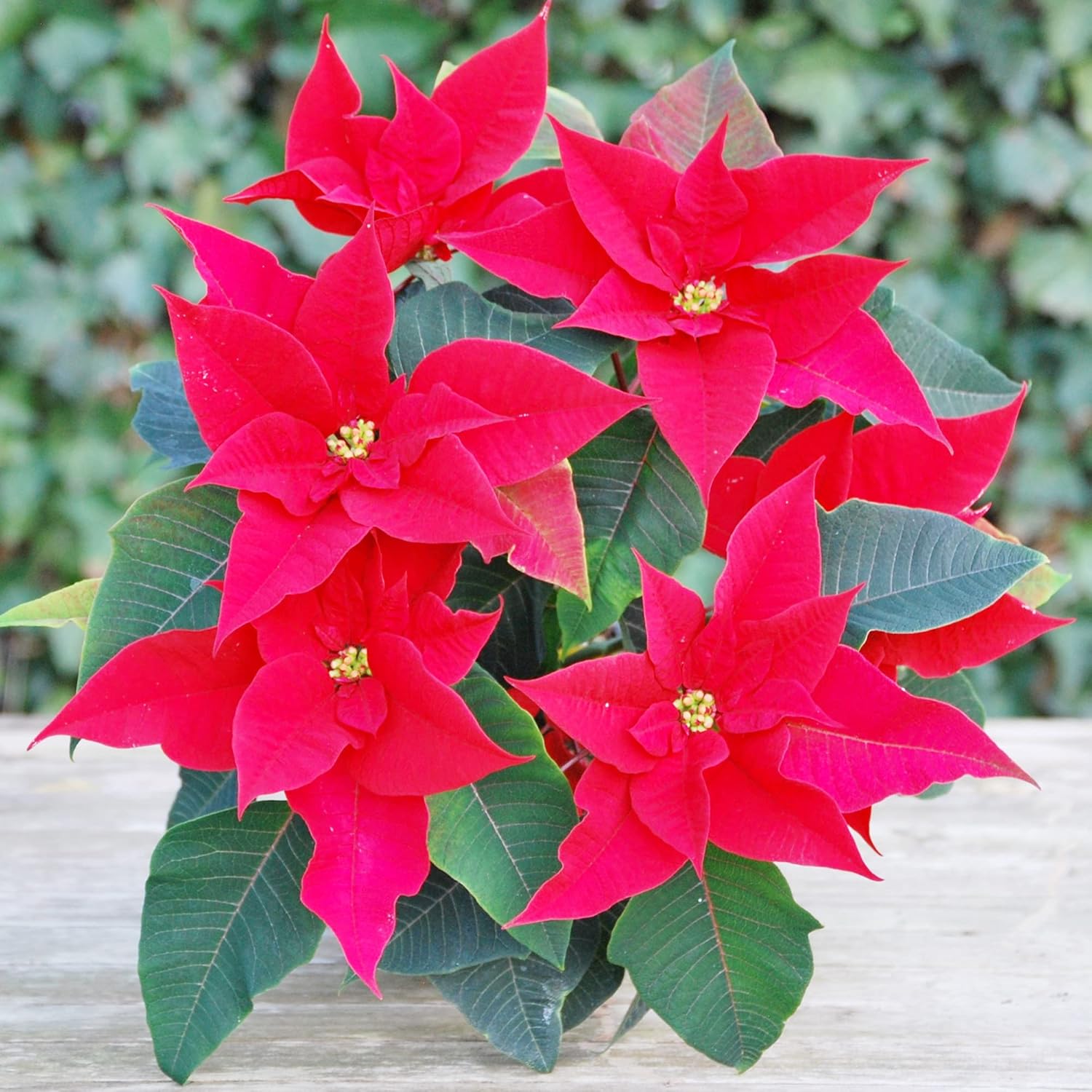 Euphorbia Pulcherrima Poinsettia Plant with Bright Star Bracts