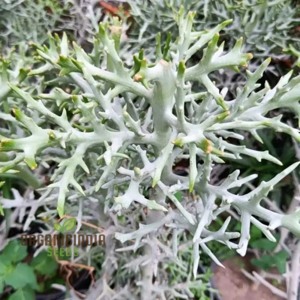 Euphorbia Stenoclada Seeds - Rare Succulent Planting For Exotic Gardens