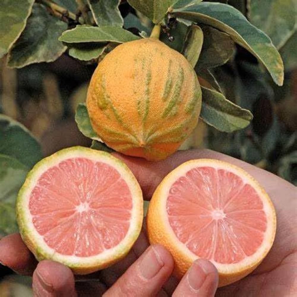 Eureka Variegated Pink Lemon seeds Non-GMO citrus for home gardens