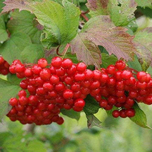 European Cranberry Tree seeds non GMO