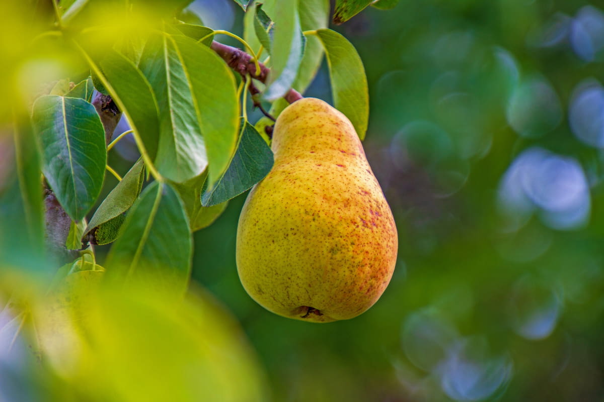 European Pear Fruits Growing on Branch
