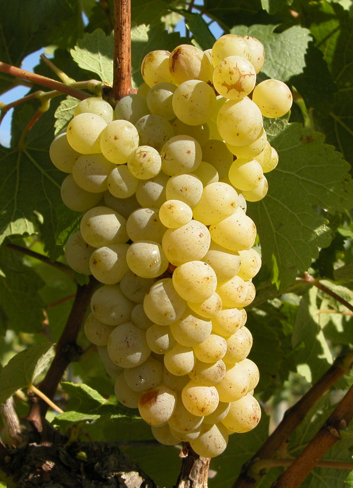 Non-GMO European Wine Grape Seeds – Vitis vinifera Fruiting Vine