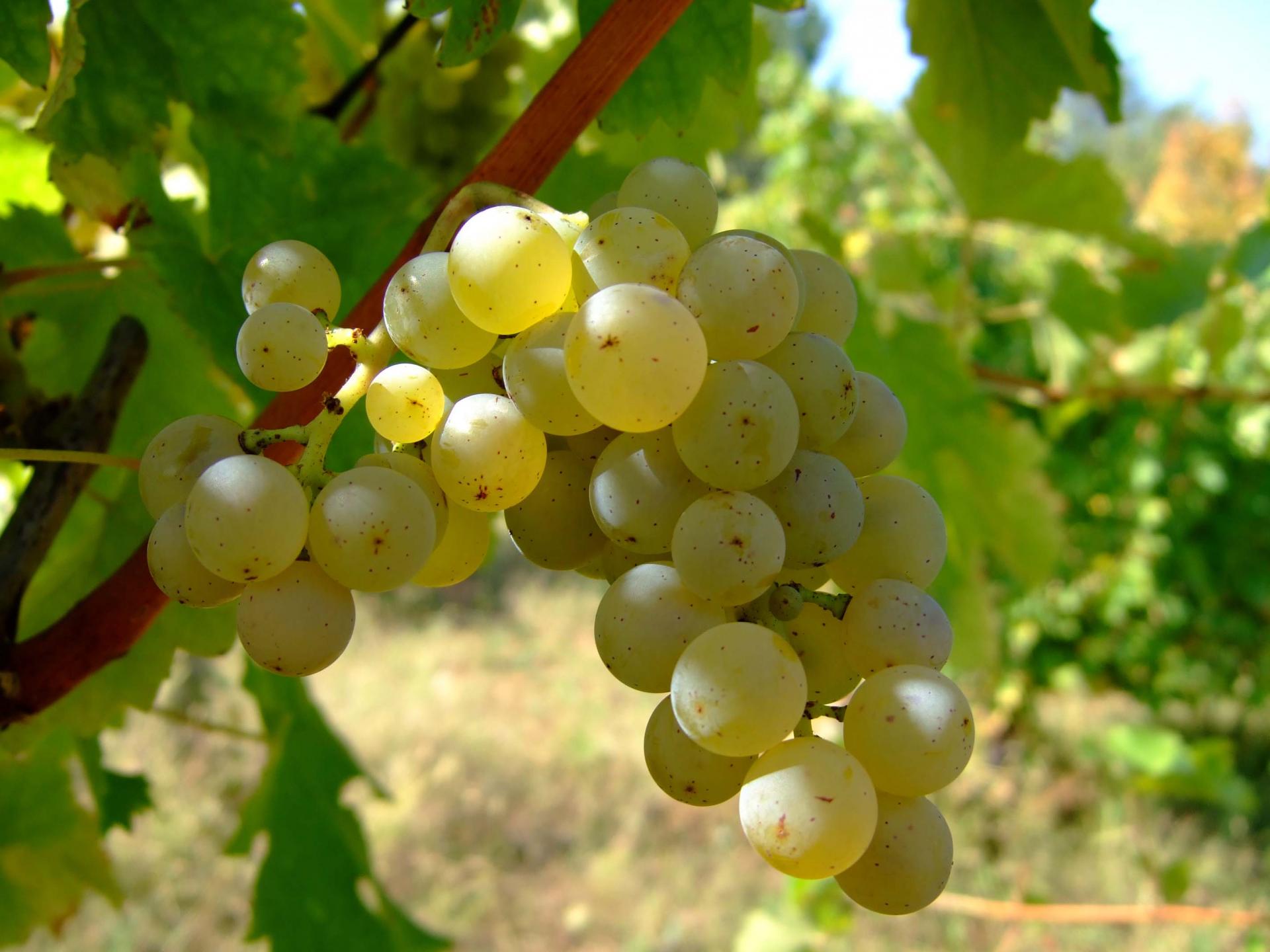 European Wine Grape Seeds – Ideal for Home Vineyards and Trellises