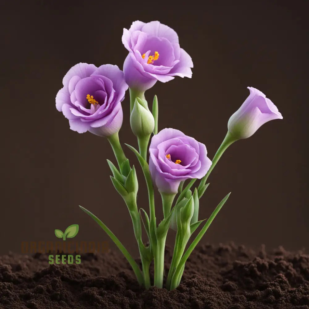 Close-up of ruffled Eustoma petals