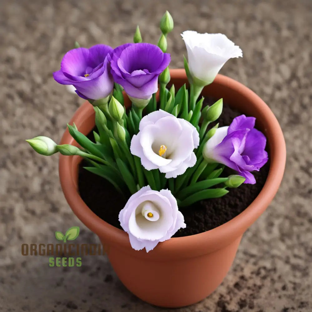 Eustoma flower seeds for planting