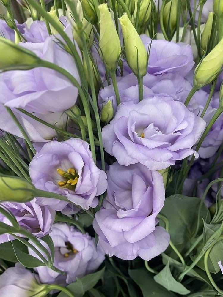 Eustoma grandiflorum mixed color seeds