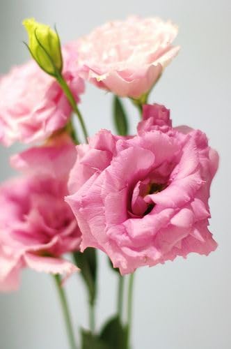 Eustoma Mariachi Pink Seeds for Premium Garden Blooms