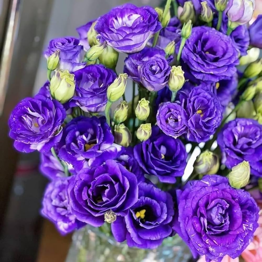 Eustoma Rosita Purple Garden Seeds for Vibrant Summer Blooms