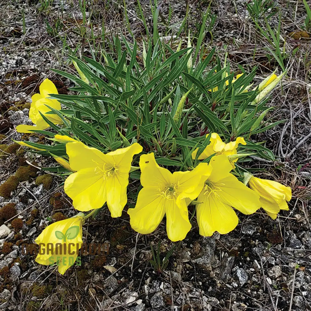 Evening Primrose Delight Flower Seeds For Planting: Oenothera Missouriensis - Hardy Perennial For