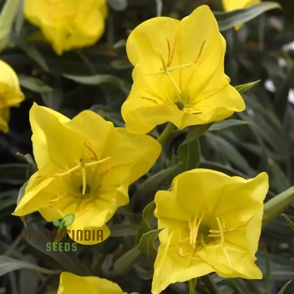 Evening Primrose Delight Flower Seeds For Planting: Oenothera Missouriensis - Hardy Perennial For