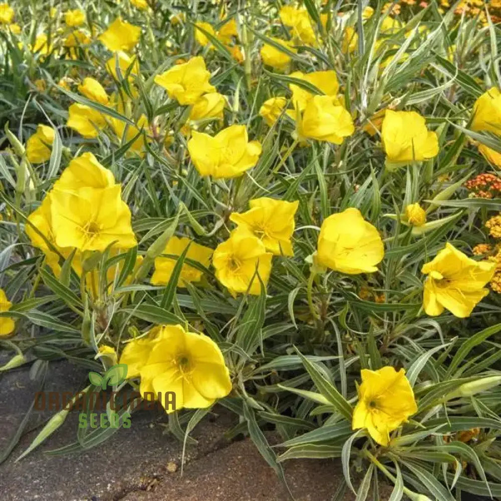 Evening Primrose Delight Flower Seeds For Planting: Oenothera Missouriensis - Hardy Perennial For