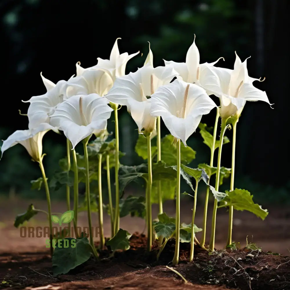 White Moonflower Blooming at Night