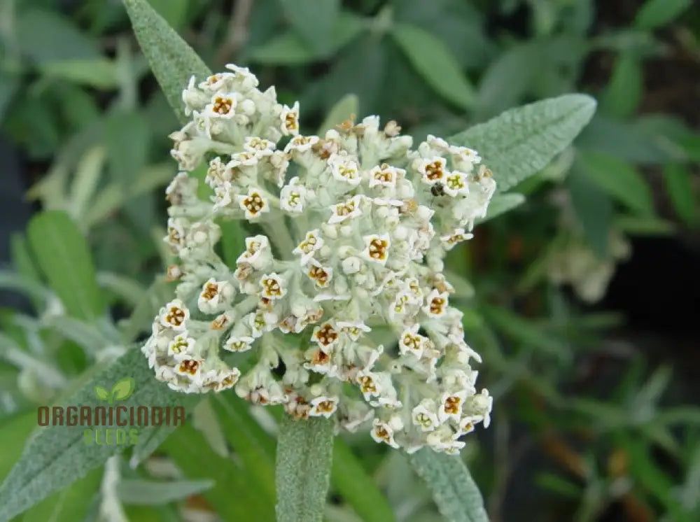 Evergreen Butterfly Bush Seeds Buddleja Loricata for Flowering Shrubs