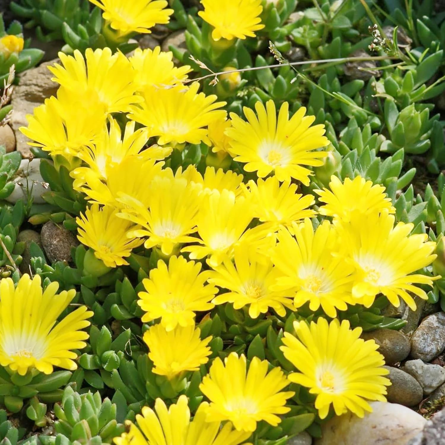 Evergreen Ice Plant Seeds for Perennial Ground Cover