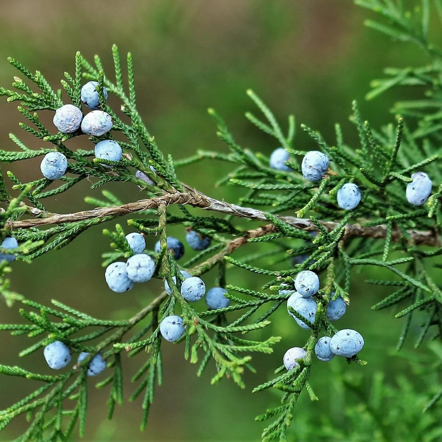 Evergreen juniper shrub seeds for low-maintenance screening