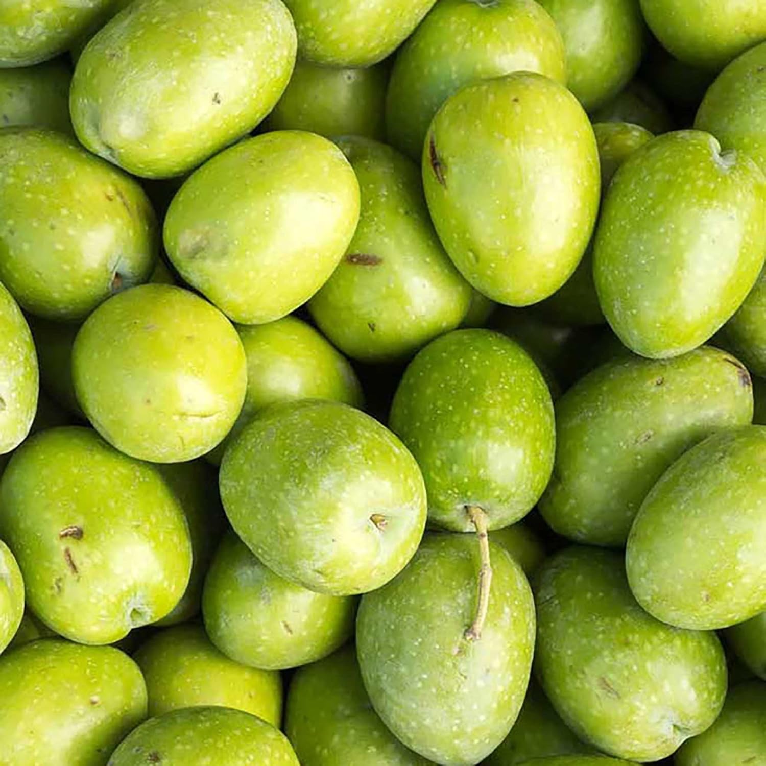 Evergreen Olive Tree Grown from Organic Seeds