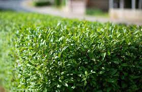 Evergreen Shrubs Used as Privacy Screen in Garden