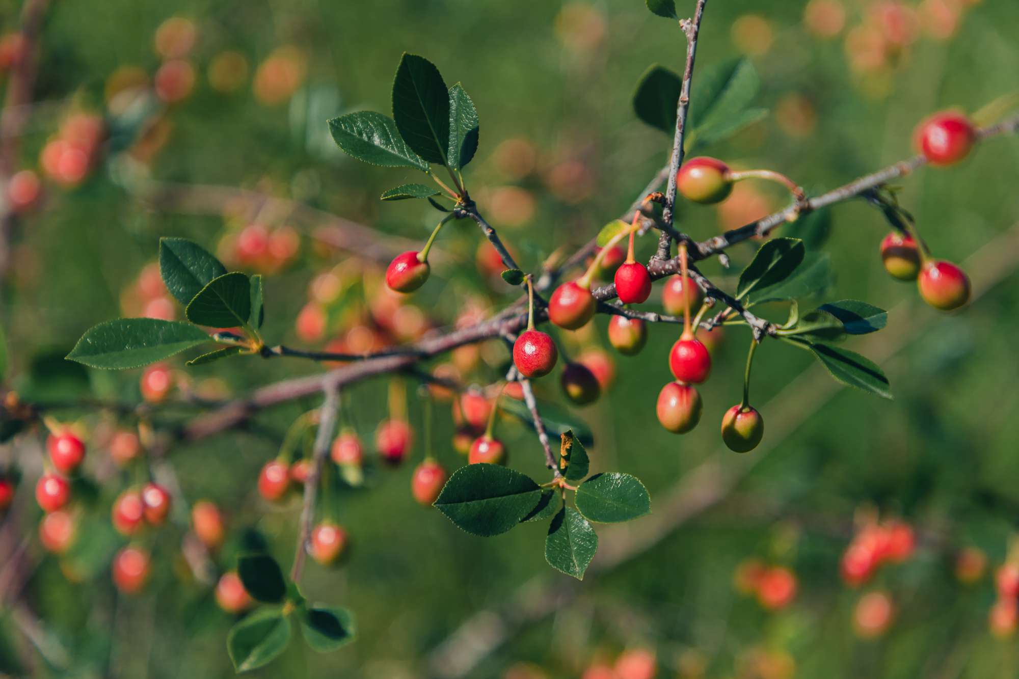 Dense Foliage on Fast Growing Evergreen Shrub