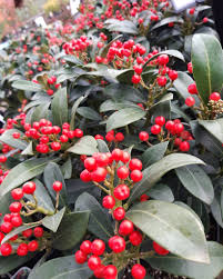 Evergreen Shrub with Aromatic Berries in Garden