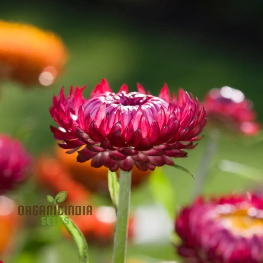 Everlasting Daisy - Purple Red Seeds For Gardening And Planting | High-Quality Flower