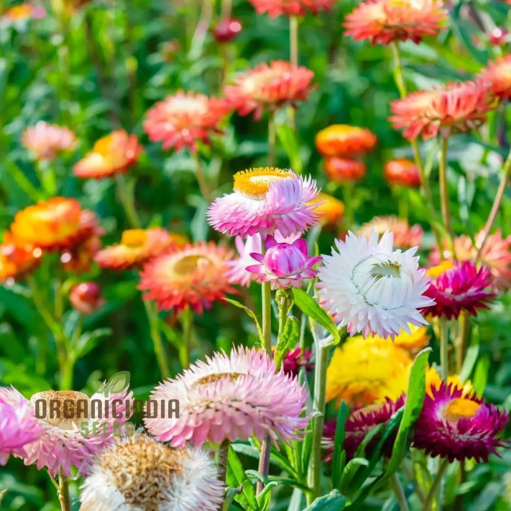 Everlasting Daisy seeds plant growth in outdoor garden